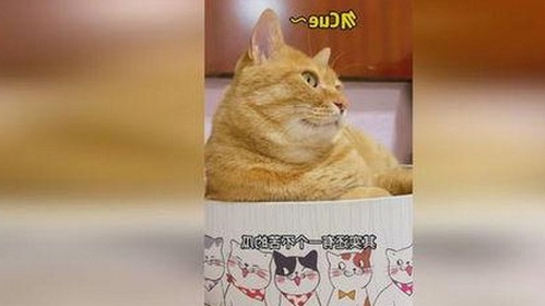 酸角带货主播爆红，娱乐圈新风尚引发网友热议